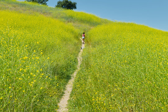 Wild Flower Bloom in Verdant Hills of California