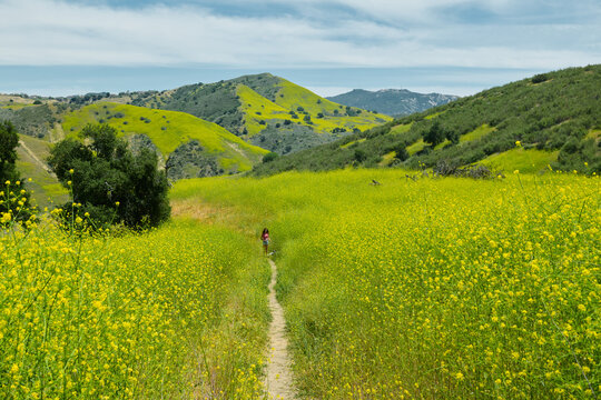 Wild Flower Bloom in Verdant Hills of California
