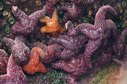 Green Anemone and Starfish During Low Tide on Oregon Coast