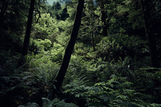 Verdant Mossy Fern Filled Forest Along Oregon Coast