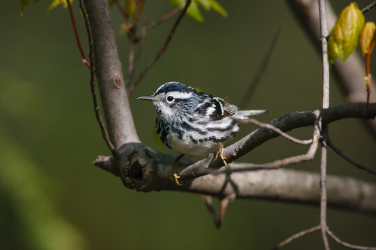 Female black and white warbler perched in a tangle of branches