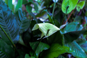 Dense tropical foliage with layered green leaves natural jungle background