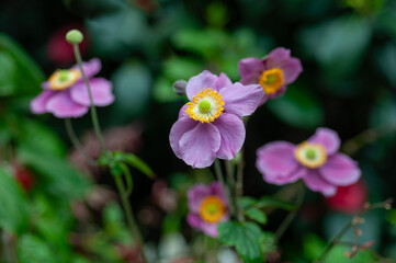 Pink Japanese anemone flowers with yellow centers in garden setting, selective focus and natural...