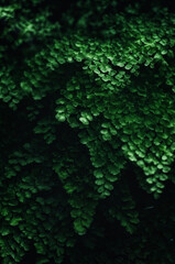 Layered maidenhair fern leaves in deep green tones, photographed in low light. Useful for sustainability themes, eco design and background applications.