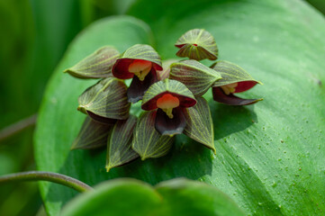 Pleurothallis orchid flower emerging from broad green leaf, close up of rare tropical orchid structure. Ideal for botanical collections, orchid trade and premium plant visuals.