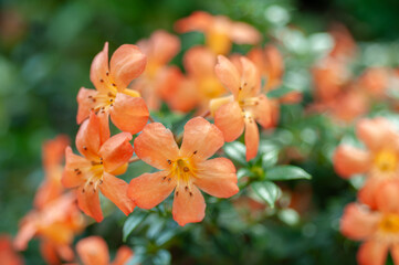 Orange azalea flowers in bloom with soft petals and visible stamens, photographed in natural light. Ideal for ornamental plant trade, garden centers and seasonal promotions.