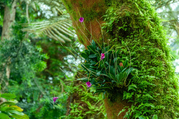 Masdevallia orchid blooming directly on tree trunk, showing natural epiphytic growth habit and delicate flower structure. Suitable for exotic plant marketing.