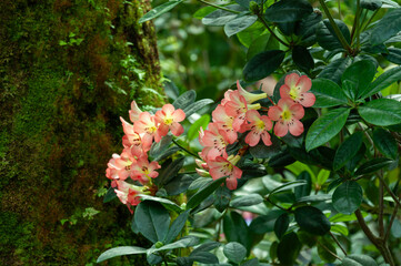 Cluster of orange azalea blossoms creating light floral accent against green mossy background. Suitable for nursery sales, garden branding and decorative plant visuals.