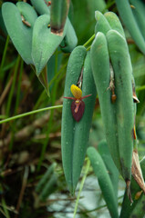 Tropical orchid Pleurothallis with small dark flower and glossy leaf texture. Visual asset for orchid growers, collectors and premium nature content.
