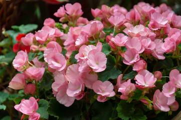 Pink wax begonia flowers forming dense bedding display with compact growth and green foliage. Ideal for garden centers, landscape projects, seasonal plant sales.