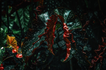 Close up of polka dot begonia leaves showing spotted texture, rippled edges and dark green tones. Commercial image for houseplant marketing and lifestyle design.