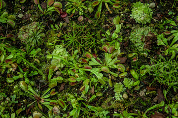 Carnivorous Venus flytrap plants covering ground surface, detailed texture of traps and leaves. Suitable for educational materials and nature-based projects.