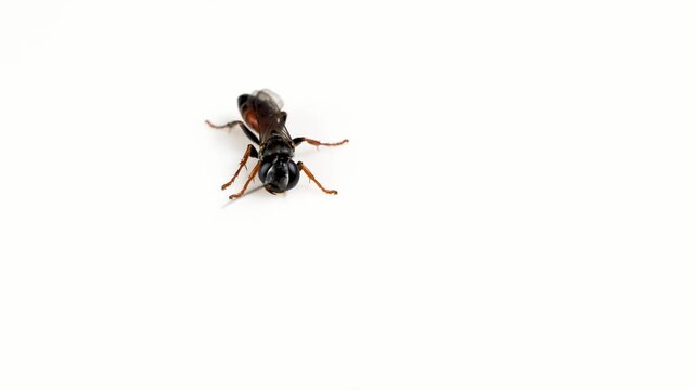 Tiphia femorata The Beetle Killer Wasp in Close-up, photo of insect isolated on white background, macro video