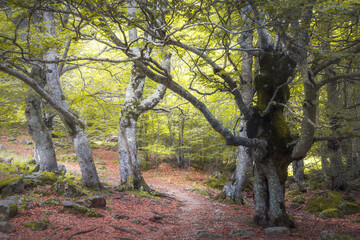 Discovering the serene forest trails of Vall d'Aran in Catalonia