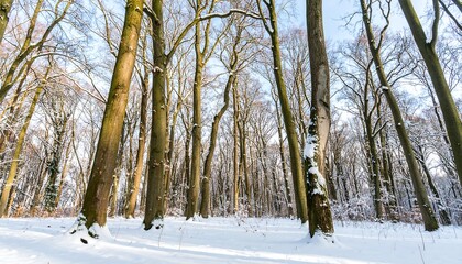 Snowy winter forest