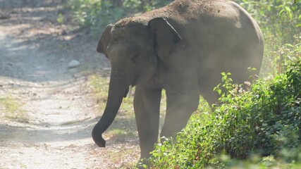 full shot of aggressive wild male young tusker asian elephant Elephas maximus plucking tree branches leaves throwing on head bath in winter season safari jim corbett national park uttarakhand india
