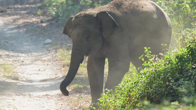 full shot of aggressive wild male young tusker asian elephant Elephas maximus plucking tree branches leaves throwing on head bath in winter season safari jim corbett national park uttarakhand india