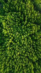 Dense forest canopy from above