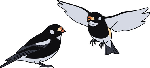 Obraz premium Two birds, one perched and one in flight, with black, white, and gray plumage