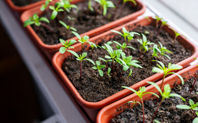 Gardening concept. Green sprouts of seedlings grown from seeds. Seedlings of tomatoes in a pot with soil on windowsill. Vegetable seedlings on the windowsill. Vegetable seedlings in pots indoor.