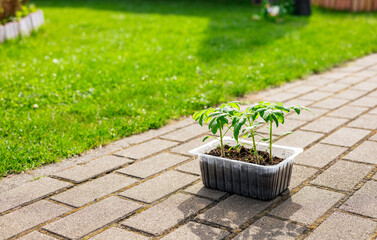 Outdoor tomato seedlings in a container stand on tiles against the background of a garden....