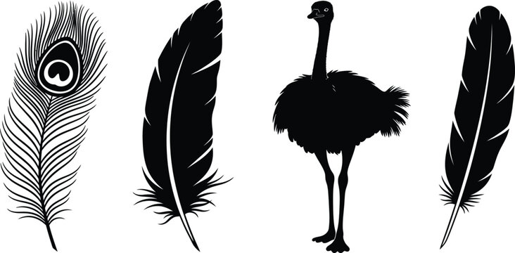 Silhouette vector set of 4 Feather types peacock feather eagle quill ostrich plume and simple down feather