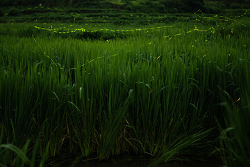 Obraz premium Fireflies Fluttering Over Rice Paddies at Night Summer