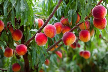 Obraz premium Ripe peaches growing on a branch in orchard