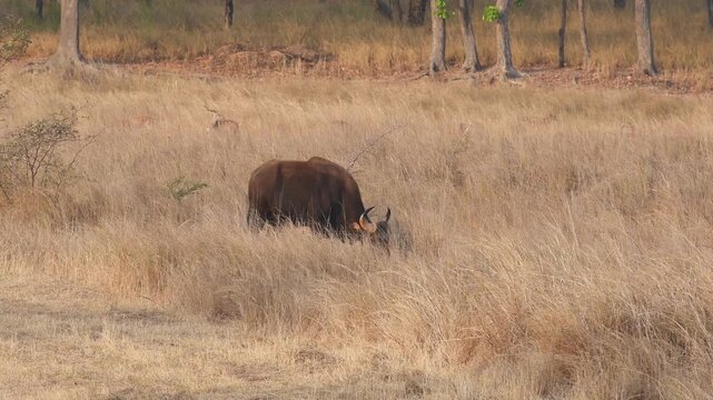 wide shot of Gaur or Indian Bison or bos gaurus with eye contact eating grass in hot summer season morning safari at bandhavgarh national park forest tiger reserve madhya pradesh india