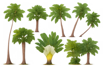 Selection of diverse green tropical palm trees illustrating summertime, beach, and exotic nature themes, perfect for island designs