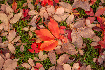 Acer maximowiczianum - Nikko-Ahorn Herbstf&auml;rbung Detail Textur Bl&auml;tter am Boden