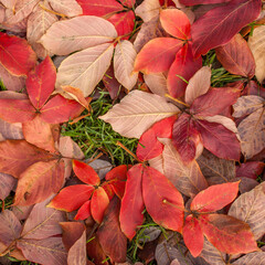 Acer maximowiczianum - Nikko-Ahorn Herbstf&auml;rbung Detail Textur Bl&auml;tter am Boden