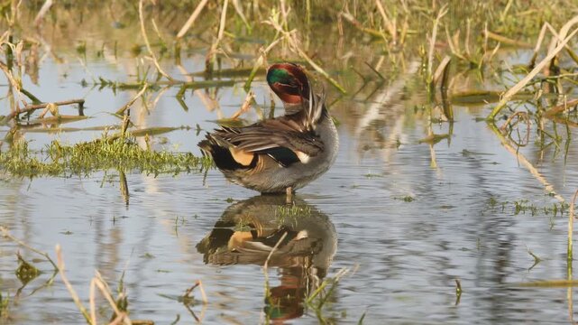 Full shot of Eurasian teal or common teal or Eurasian green winged teal Anas crecca bird in action preening in golden hour light at keoladeo national park bharatpur bird sanctuary rajasthan india
