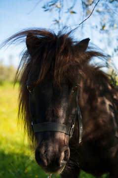 Falabella in campagna