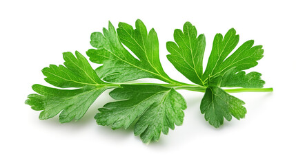 parsley herb isolated on white