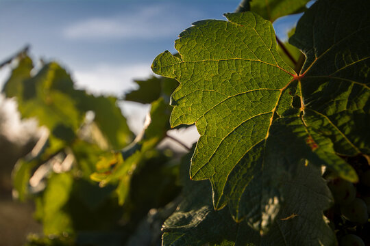 Vendemmia in toscana