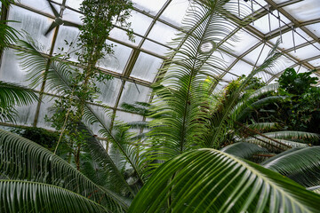 Tropical Palm Leaves Inside Botanical Greenhouse
