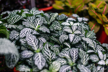 Fittonia Plant with White Veined Leaves, Botanical Background. Selective focus.