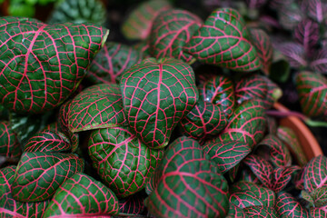 Fittonia Plant with Pink Veined Leaves, Tropical Botanical Background. Selective focus. 