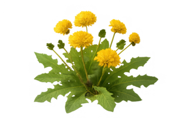 Dandelion flowers opening in spring, green leaves flowering, plant life against transparent background
