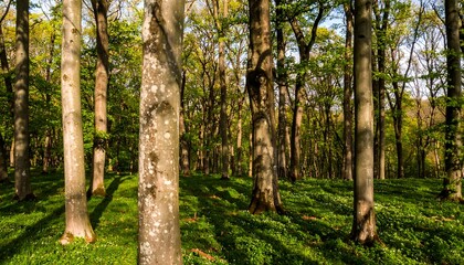 Fototapeta premium Sunlight filtering through a beech forest
