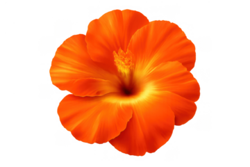 Vibrant orange hibiscus flower blooming, tropical flora adding color to nature designs, transparent background