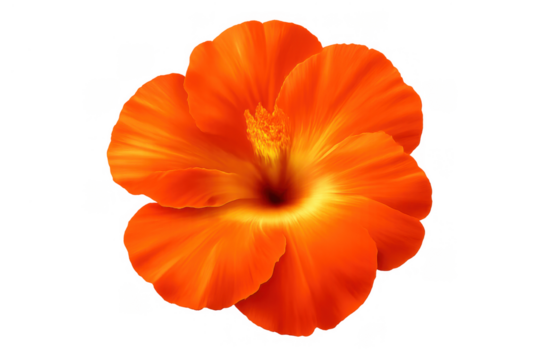 Vibrant orange hibiscus flower blooming, tropical flora adding color to nature designs, transparent background - Powered by Adobe