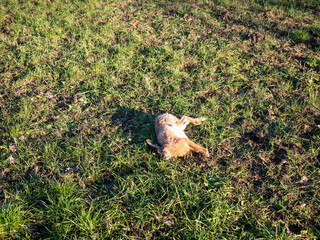 Obraz premium Dead wild hare lying on grassy meadow, wildlife mortality, natural death in countryside, environmental and ecological concept.