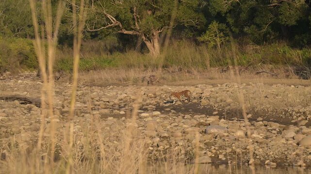 wide pan shot of wild female bengal tiger or panthera tigris walking or crossing dry riverbed in winter season evening safari at dhikala zone jim corbett national park forest reserve uttarakhand india