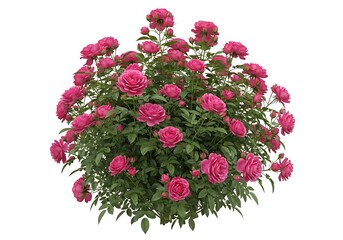 A beautiful bush of vibrant pink roses with lush green foliage isolated on a white background