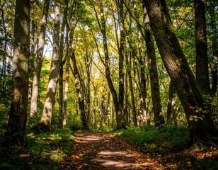 Obraz premium Sunlight filters through autumn trees lining a forest path
