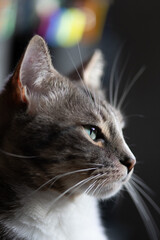 Healthy young adult cat with green eyes looking down or forward while sitting comfortably in a home