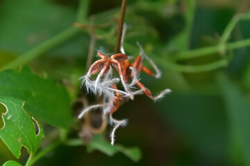 センニンソウの銀白色の長い毛を伸ばした果実