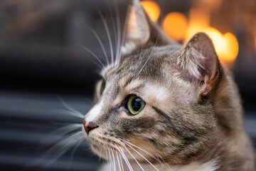 Healthy young adult cat with green eyes looking forward while sitting comfortably in a home